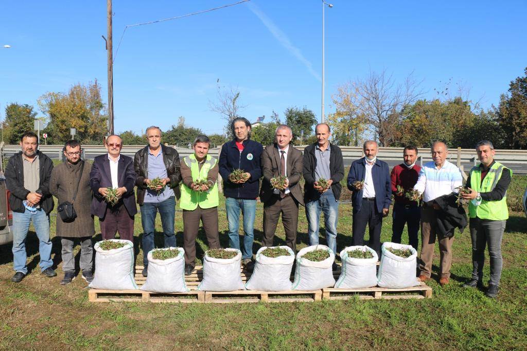 ORDU’DA SALEP ÜRETİMİ YAYGINLAŞIYOR